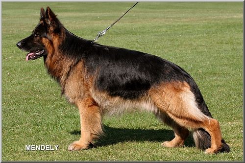 Xander von Fidelius, SchH3, IPO3, HD/ED a-normal